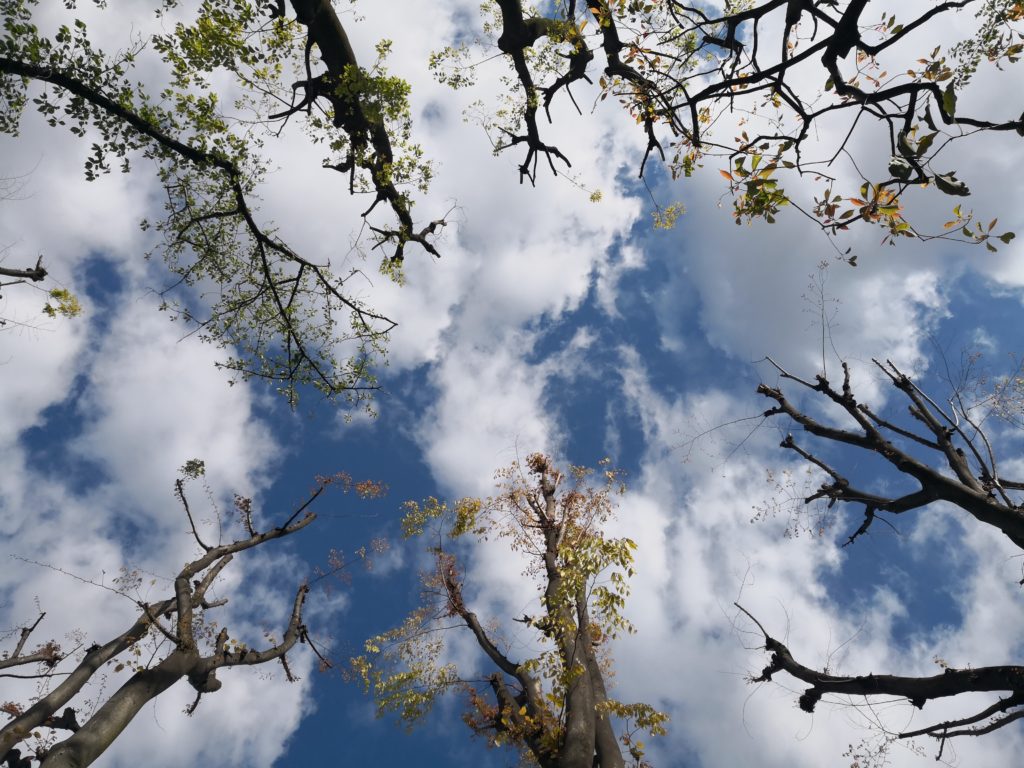 早朝早春の公園にて　見上げた青空と白い雲、芽吹く木々