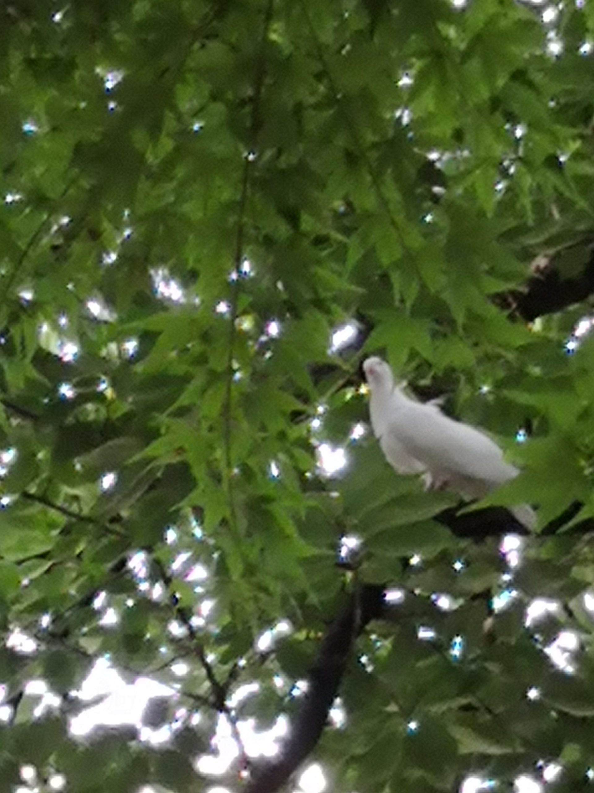 白い鳩