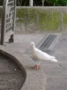 公園にいた一羽の白い鳩