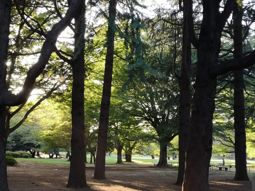 光が丘公園