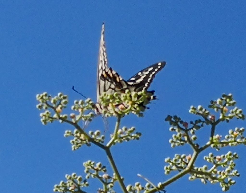 アゲハ蝶　鳳蝶　青空