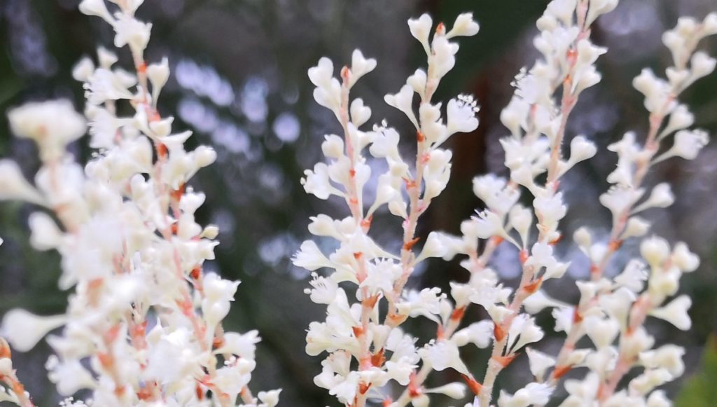 ハート形でちょっとかわいいイタドリの花