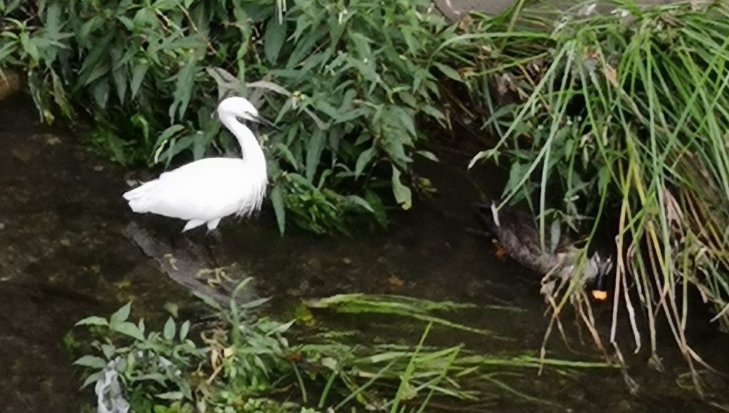 Mr.Egret & W.Duck