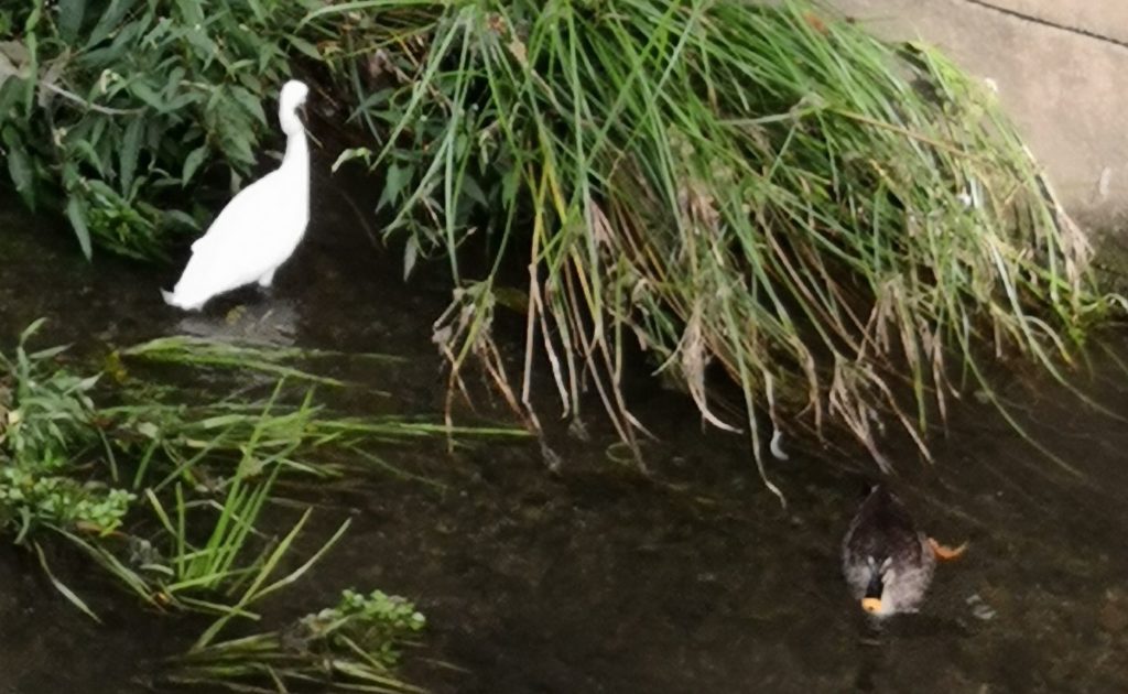 Mr.Egret & W.Duck